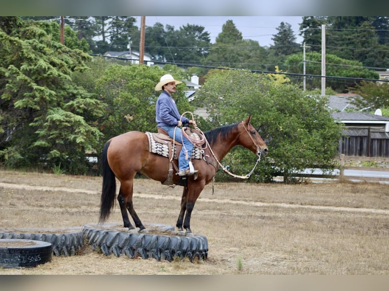American Quarter Horse Ruin 11 Jaar 152 cm Roodbruin in Paicines CA
