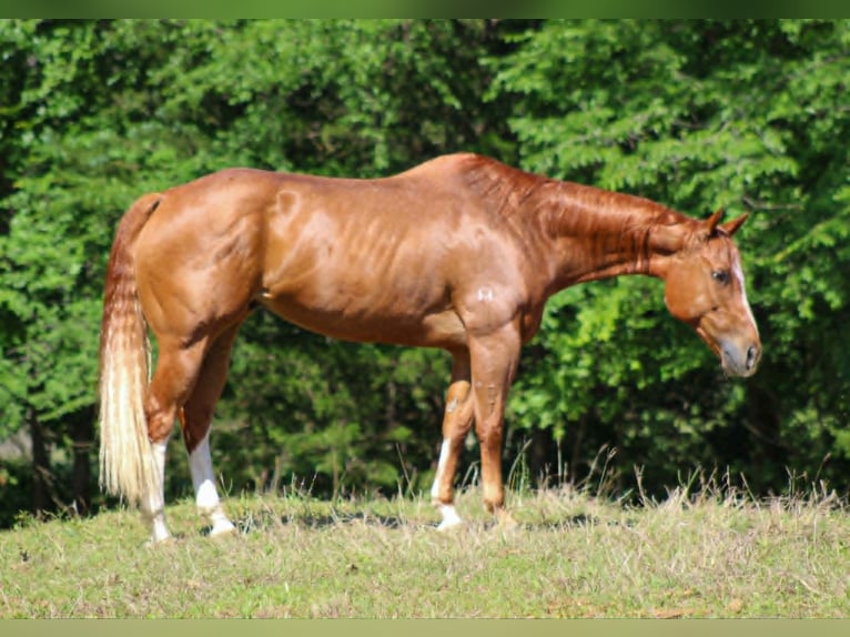 American Quarter Horse Ruin 11 Jaar 152 cm Roodvos in Whitesboro