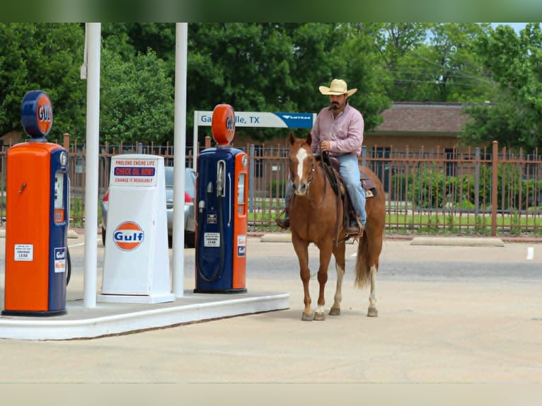 American Quarter Horse Ruin 11 Jaar 152 cm Roodvos in Whitesboro