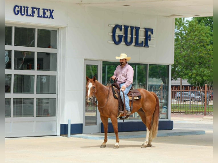 American Quarter Horse Ruin 11 Jaar 152 cm Roodvos in Whitesboro