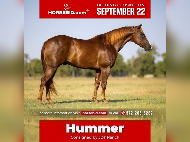 American Quarter Horse Ruin 11 Jaar 152 cm Roodvos in Crescent