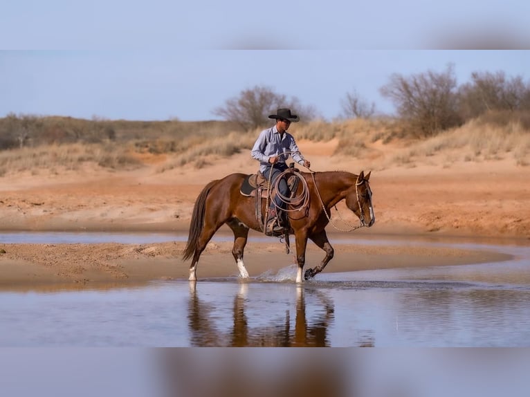 American Quarter Horse Ruin 11 Jaar 152 cm Roodvos in Nevis, MN