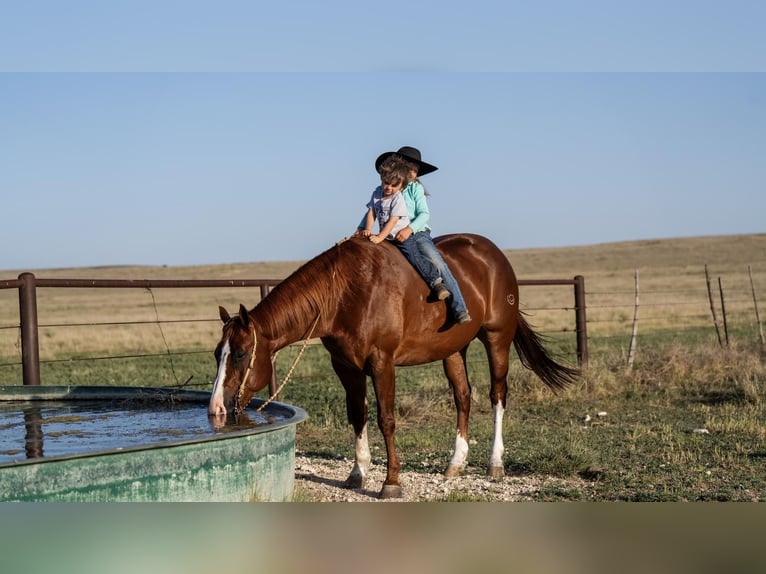 American Quarter Horse Ruin 11 Jaar 152 cm Roodvos in Nevis, MN