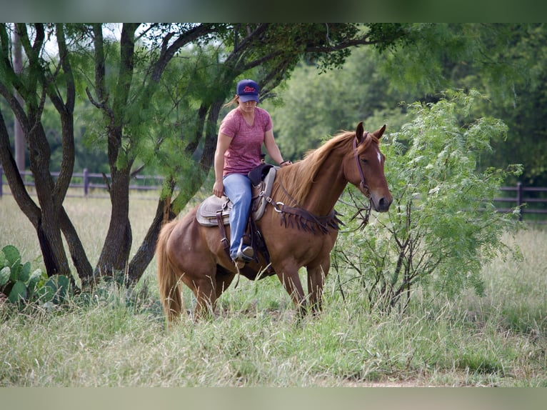 American Quarter Horse Ruin 11 Jaar 152 cm Roodvos in Stephenville