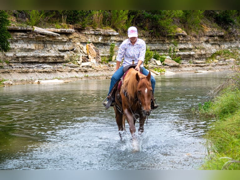 American Quarter Horse Ruin 11 Jaar 152 cm Roodvos in Stephenville