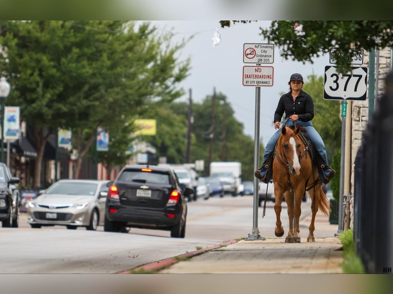 American Quarter Horse Ruin 11 Jaar 152 cm Roodvos in Granbury TX