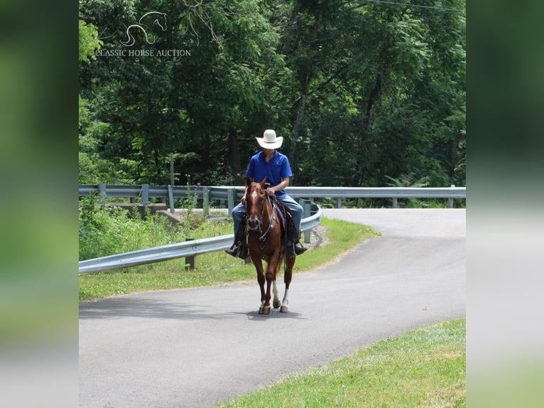 American Quarter Horse Ruin 11 Jaar 152 cm Roodvos in Tompkinsville, KY