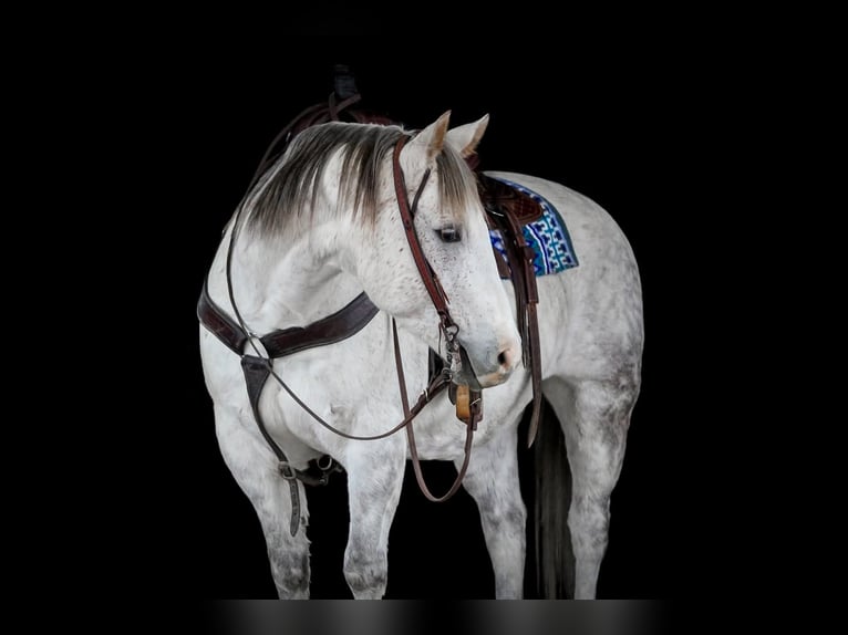 American Quarter Horse Ruin 11 Jaar 152 cm Schimmel in Clarion