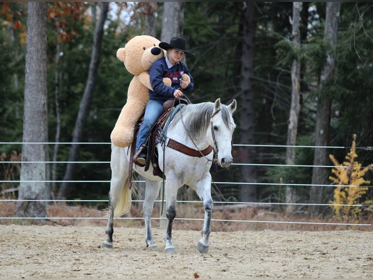 American Quarter Horse Ruin 11 Jaar 152 cm Schimmel in Clarion