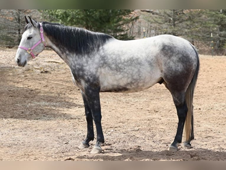 American Quarter Horse Ruin 11 Jaar 152 cm Schimmel in Navarino WI