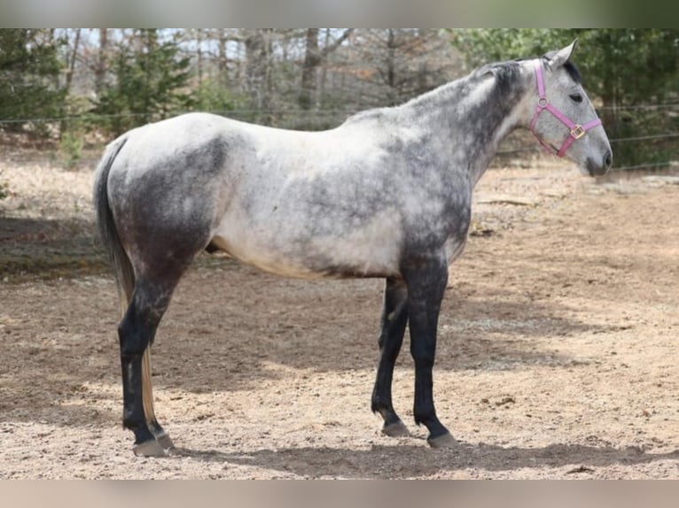 American Quarter Horse Ruin 11 Jaar 152 cm Schimmel in Navarino WI