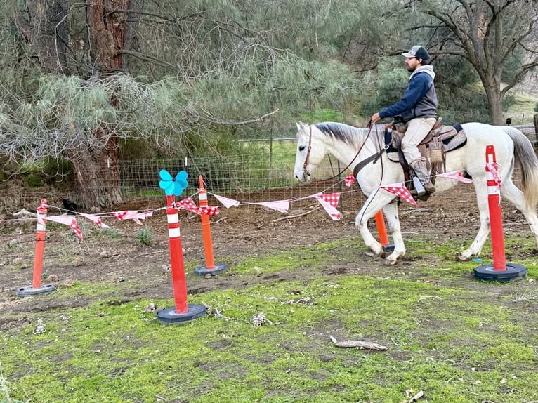 American Quarter Horse Ruin 11 Jaar 152 cm Schimmel in Paicines CA