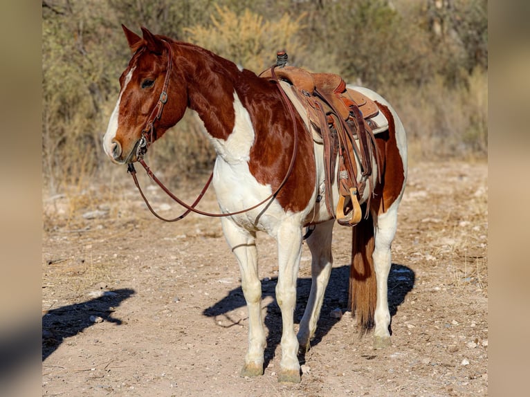 American Quarter Horse Ruin 11 Jaar 152 cm Tobiano-alle-kleuren in Camp Verde AZ