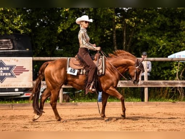 American Quarter Horse Ruin 11 Jaar 152 cm Vos in Stephanskirchen