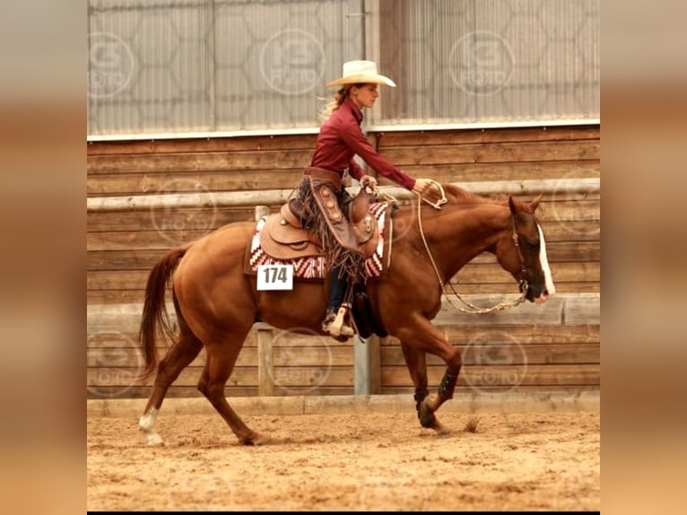 American Quarter Horse Ruin 11 Jaar 152 cm Vos in Stephanskirchen