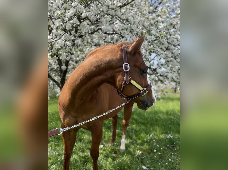 American Quarter Horse Ruin 11 Jaar 152 cm Vos in Stephanskirchen