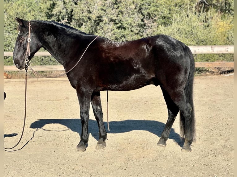 American Quarter Horse Ruin 11 Jaar 152 cm Zwart in Bitterwater CA