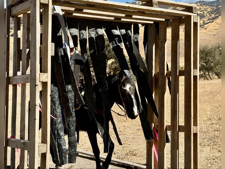 American Quarter Horse Ruin 11 Jaar 152 cm Zwart in Bitterwater CA