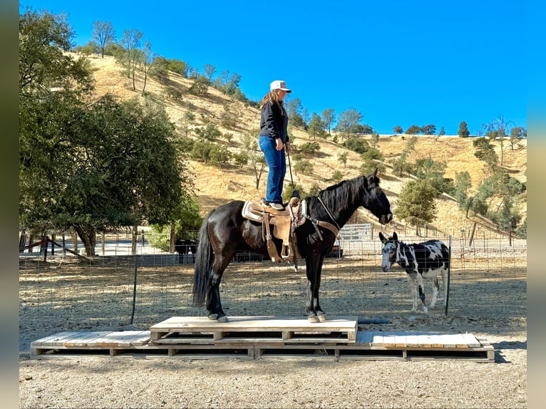 American Quarter Horse Ruin 11 Jaar 152 cm Zwart in Bitterwater CA