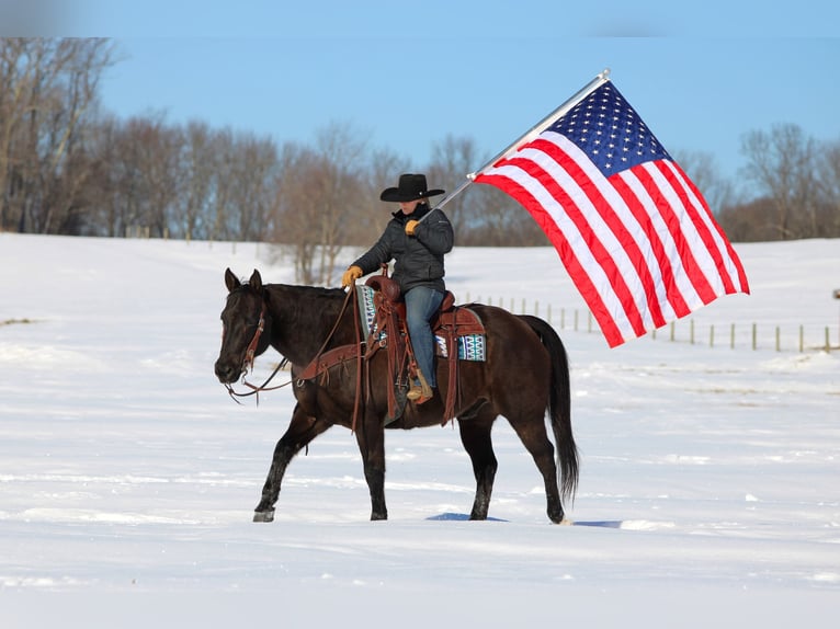 American Quarter Horse Ruin 11 Jaar 152 cm Zwart in Clarion