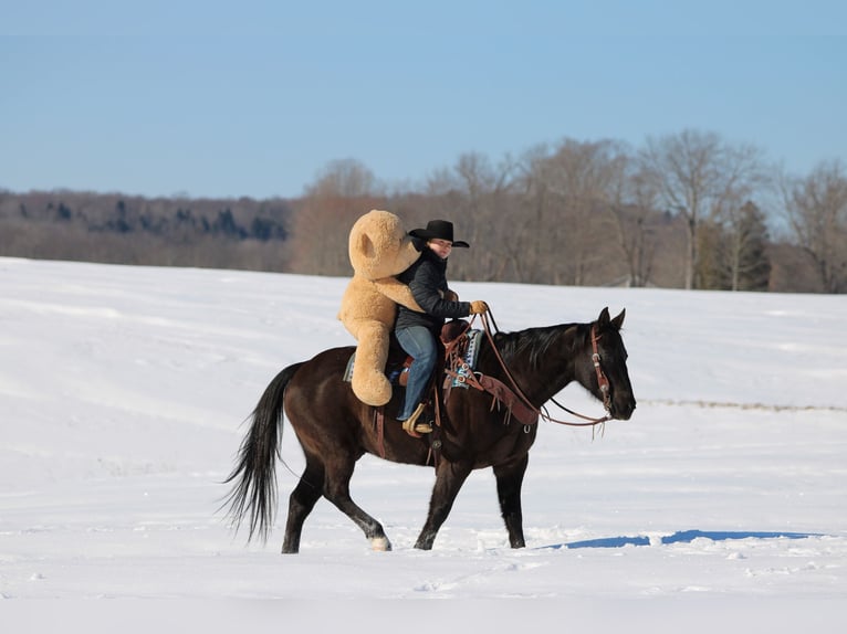 American Quarter Horse Ruin 11 Jaar 152 cm Zwart in Clarion