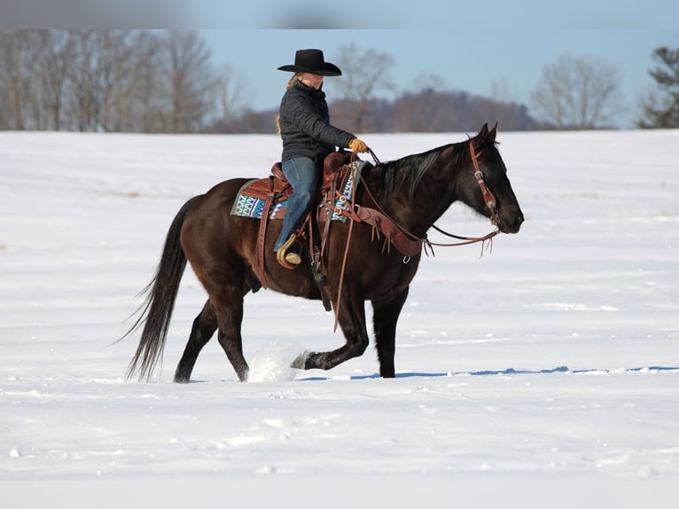 American Quarter Horse Ruin 11 Jaar 152 cm Zwart in Clarion