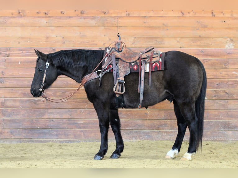 American Quarter Horse Ruin 11 Jaar 152 cm Zwart in Clarion