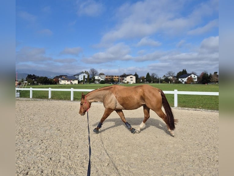 American Quarter Horse Ruin 11 Jaar 153 cm Red Dun in Lindau (Bodensee)