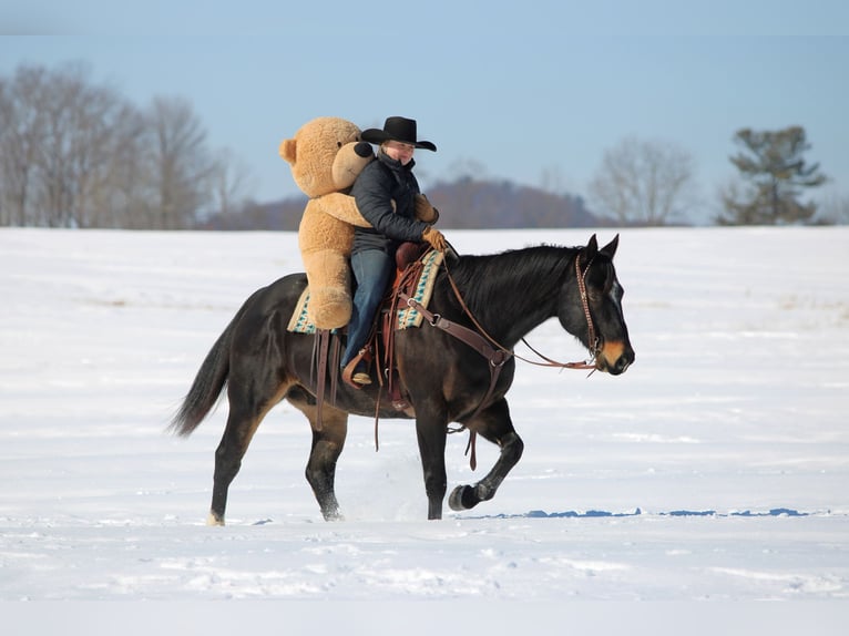 American Quarter Horse Ruin 11 Jaar 155 cm Bruin in Clarion