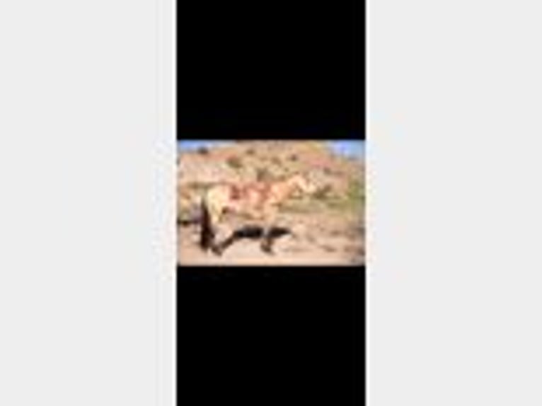 American Quarter Horse Ruin 11 Jaar 155 cm Buckskin in Cliff, NM