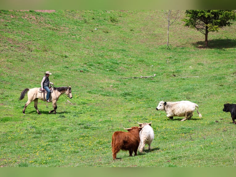 American Quarter Horse Ruin 11 Jaar 155 cm Buckskin in Needmore