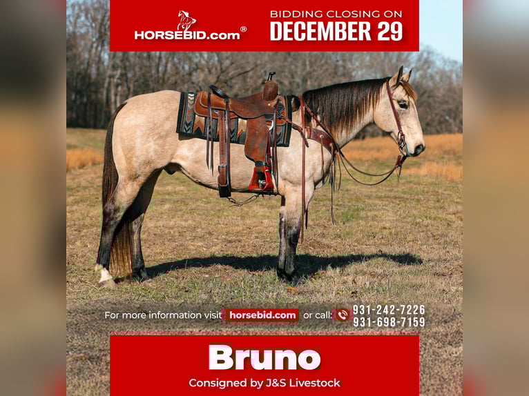 American Quarter Horse Ruin 11 Jaar 155 cm Buckskin in Santa Fe