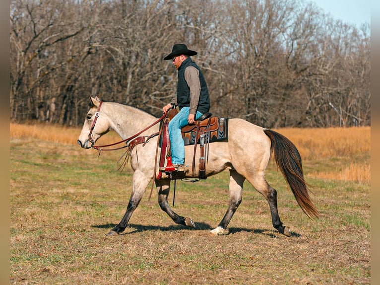 American Quarter Horse Ruin 11 Jaar 155 cm Buckskin in Santa Fe