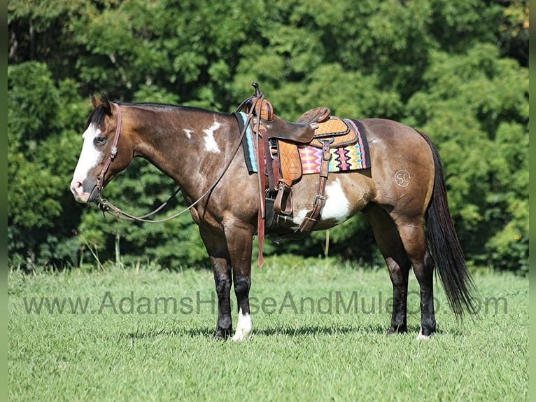 American Quarter Horse Ruin 11 Jaar 155 cm Buckskin in Mount Vernon