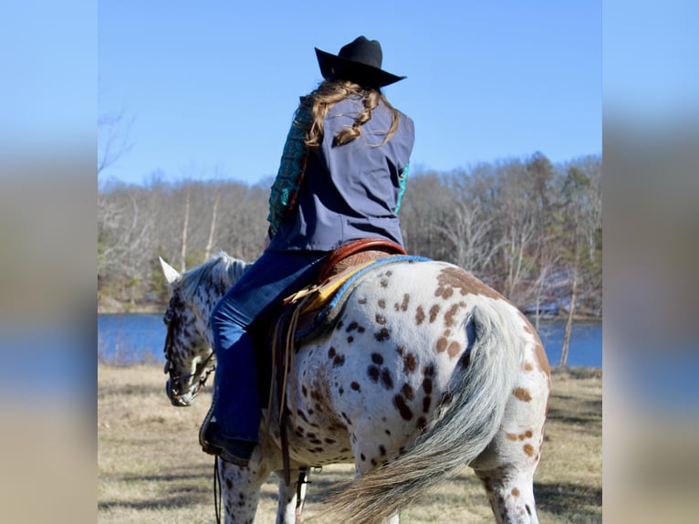 American Quarter Horse Ruin 11 Jaar 155 cm Donkere-vos in Borden IN