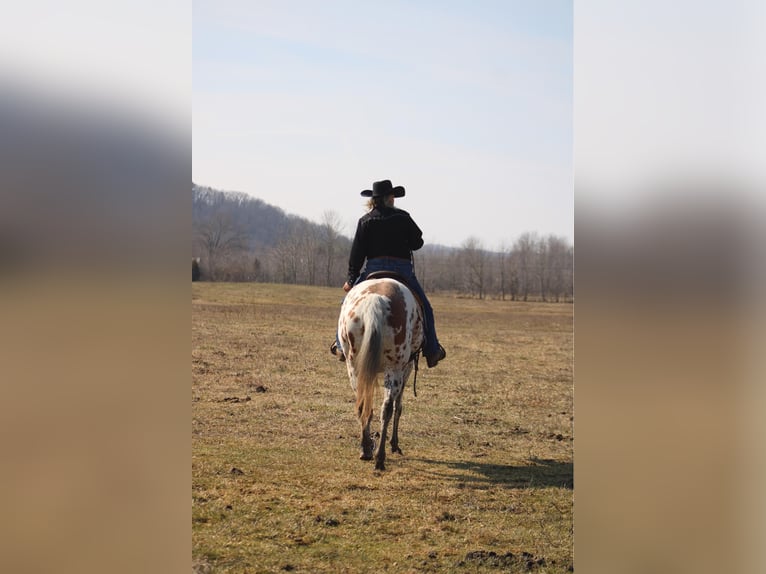 American Quarter Horse Ruin 11 Jaar 155 cm Donkere-vos in Borden IN