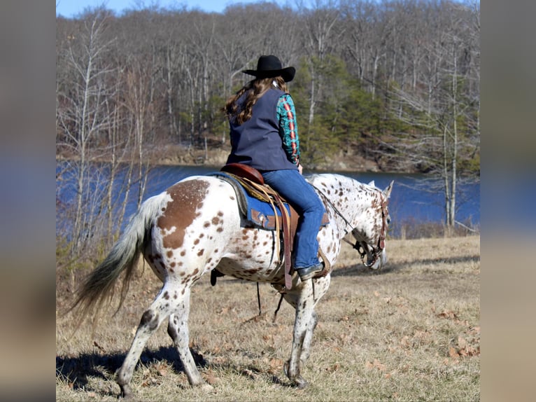 American Quarter Horse Ruin 11 Jaar 155 cm Donkere-vos in Borden IN