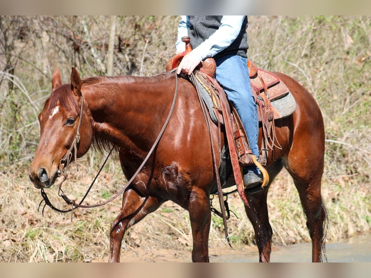 American Quarter Horse Ruin 11 Jaar 155 cm Donkere-vos in Hardinsburg IN