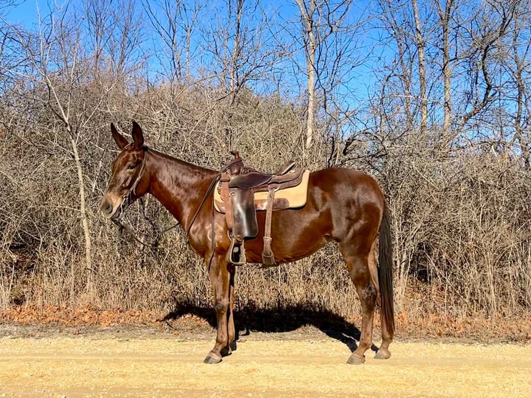 American Quarter Horse Ruin 11 Jaar 155 cm Donkere-vos in Independence IA