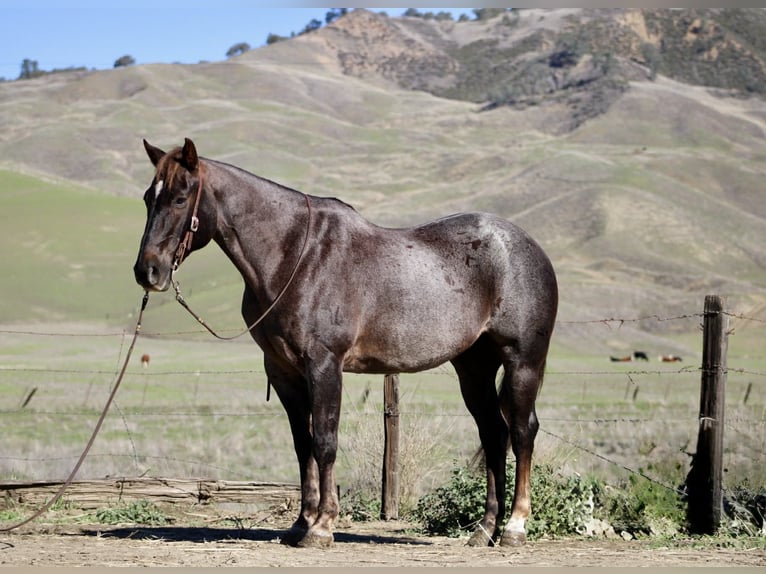 American Quarter Horse Ruin 11 Jaar 155 cm Donkere-vos in Paicines CA