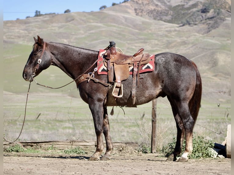 American Quarter Horse Ruin 11 Jaar 155 cm Donkere-vos in Paicines CA