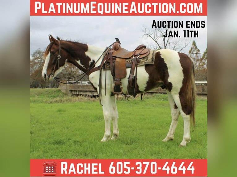 American Quarter Horse Ruin 11 Jaar 155 cm Donkere-vos in Rusk TX