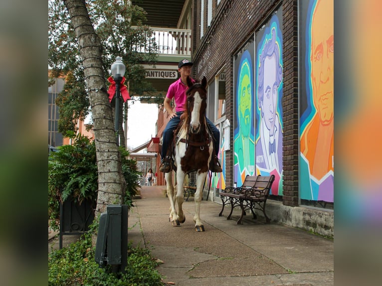 American Quarter Horse Ruin 11 Jaar 155 cm Donkere-vos in Rusk TX