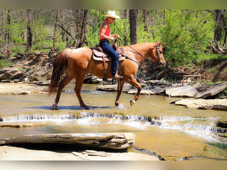 American Quarter Horse Ruin 11 Jaar 155 cm Falbe in Hillsboro KY