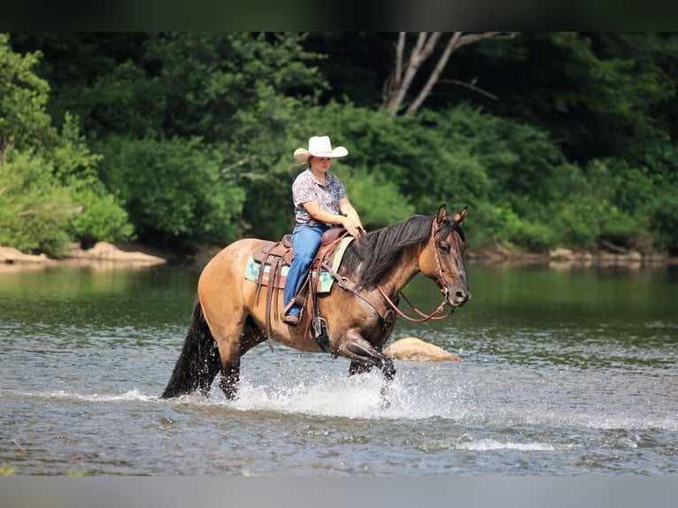 American Quarter Horse Ruin 11 Jaar 155 cm Grullo in Clarion