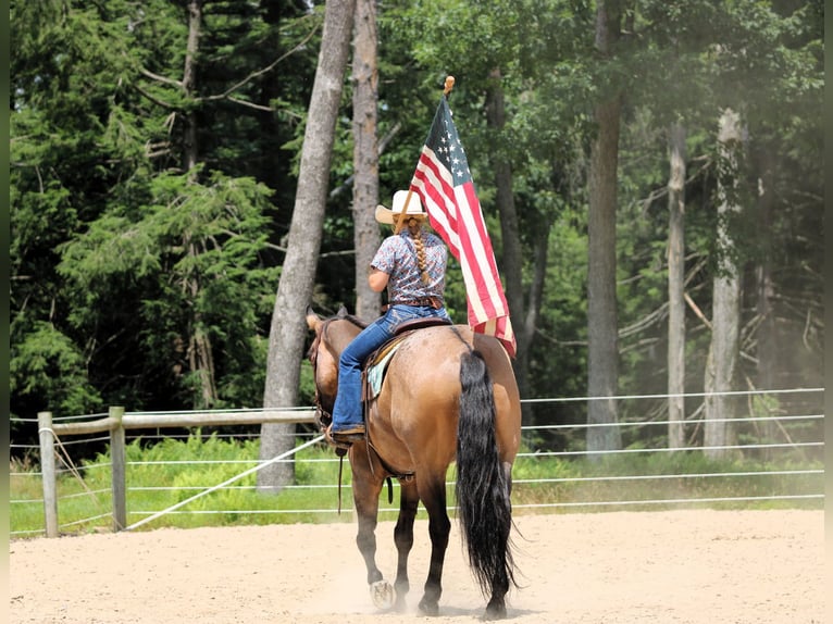 American Quarter Horse Ruin 11 Jaar 155 cm Grullo in Clarion