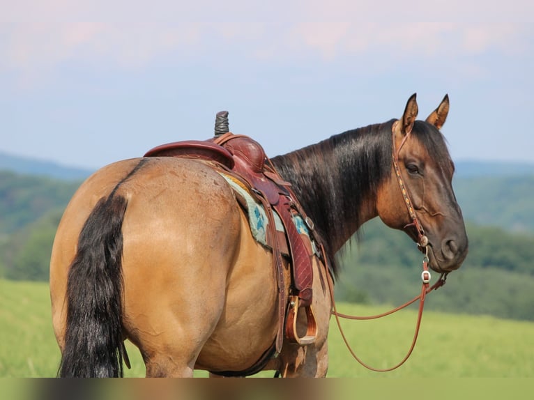 American Quarter Horse Ruin 11 Jaar 155 cm Grullo in Clarion