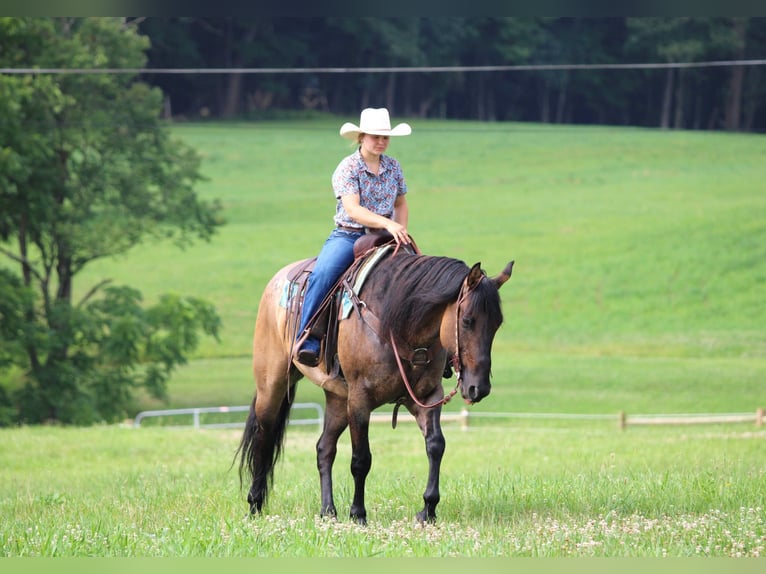 American Quarter Horse Ruin 11 Jaar 155 cm Grullo in Clarion