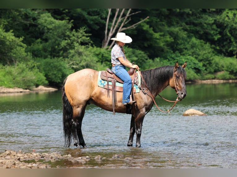 American Quarter Horse Ruin 11 Jaar 155 cm Grullo in Clarion