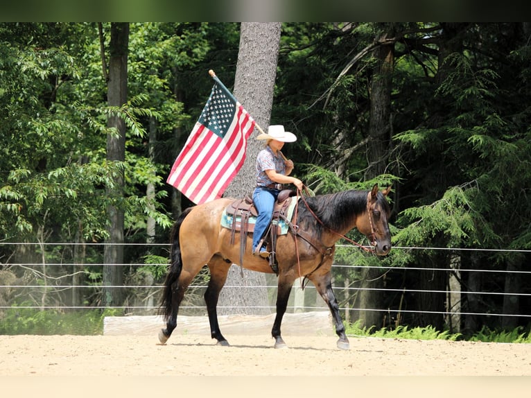 American Quarter Horse Ruin 11 Jaar 155 cm Grullo in Clarion